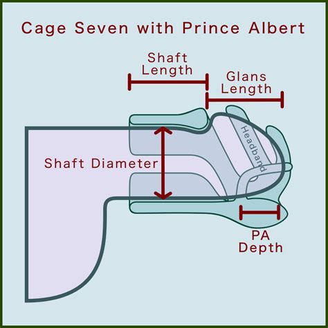 Prince Albert Piercing: 3 Types, Benefits, Risks, and。